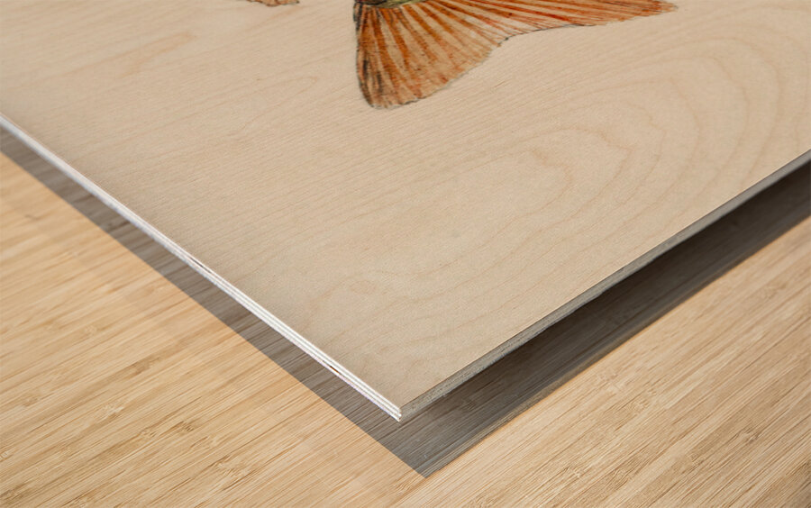 Antique fish Goldfish South Pacific Fishes by Frank Edward Clarke 1849-1899.  Wood print