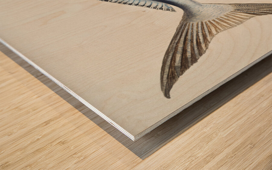 Antique fish Brama brama NZ - Ray’s Bream South Pacific Fishes by Frank Edward Clarke 1849-1899.  Wood print