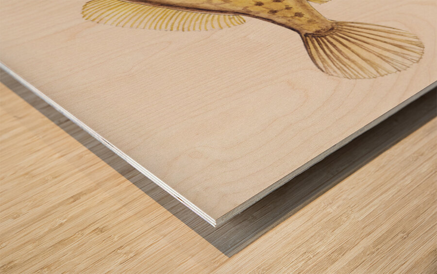 Antique fish Pseudomonacanthus peroni South Pacific Fishes by Frank Edward Clarke 1849-1899.  Wood print