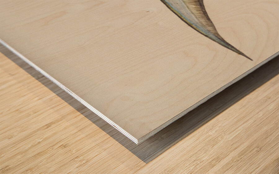 Antique fish callorhynchus milii elephant fish South Pacific Fishes by Frank Edward Clarke 1849-1899.  Wood print