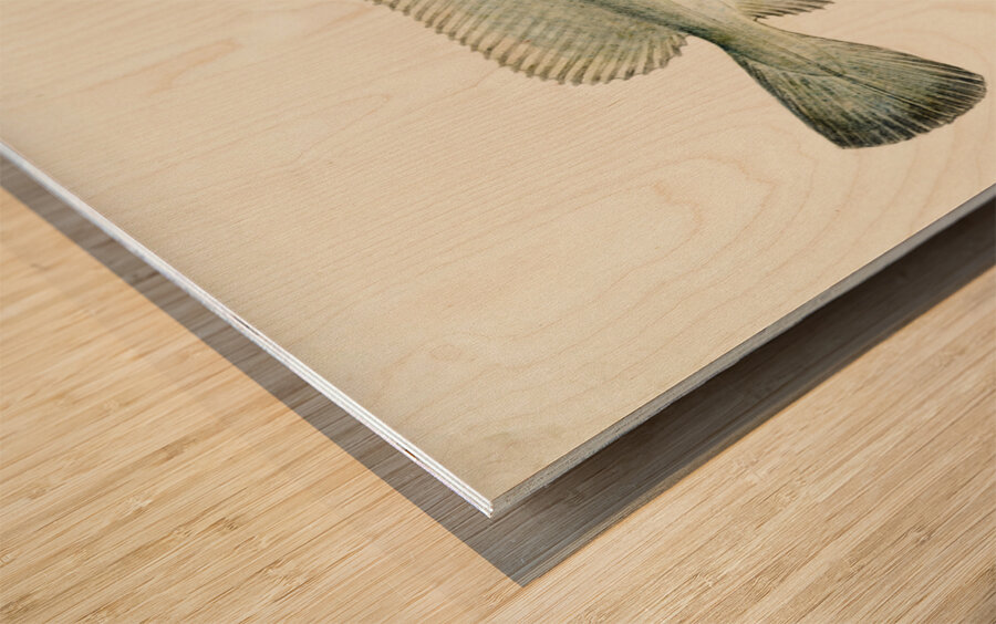 Antique fish Pseudophycis barbata Tas : Southern Bastard Red Cod South Pacific Fishes by Frank Edward Clarke 1849-1899.  Wood print