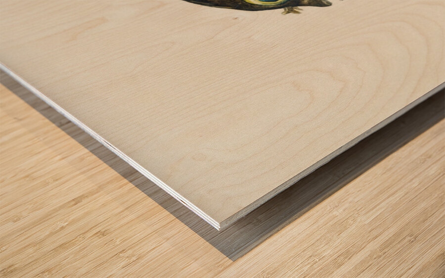 Antique fish diodon sp porcupine fish South Pacific Fishes by Frank Edward Clarke 1849-1899.  Wood print