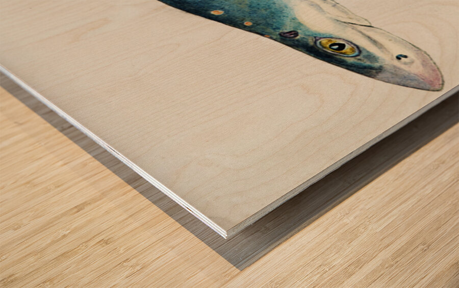 Antique fish Squalus acanthias NZ : Spotted spiny dogfish South Pacific Fishes by Frank Edward Clarke 1849-1899.  Wood print