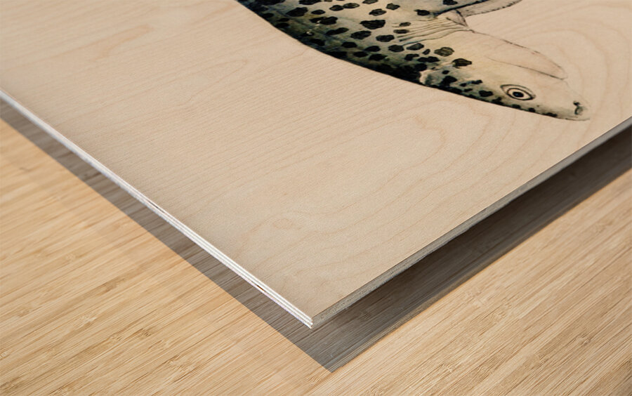 Antique fish Notorynchus cepedianus Tas : Broad seven-gill shark South Pacific Fishes by Frank Edward Clarke1849-1899.  Wood print