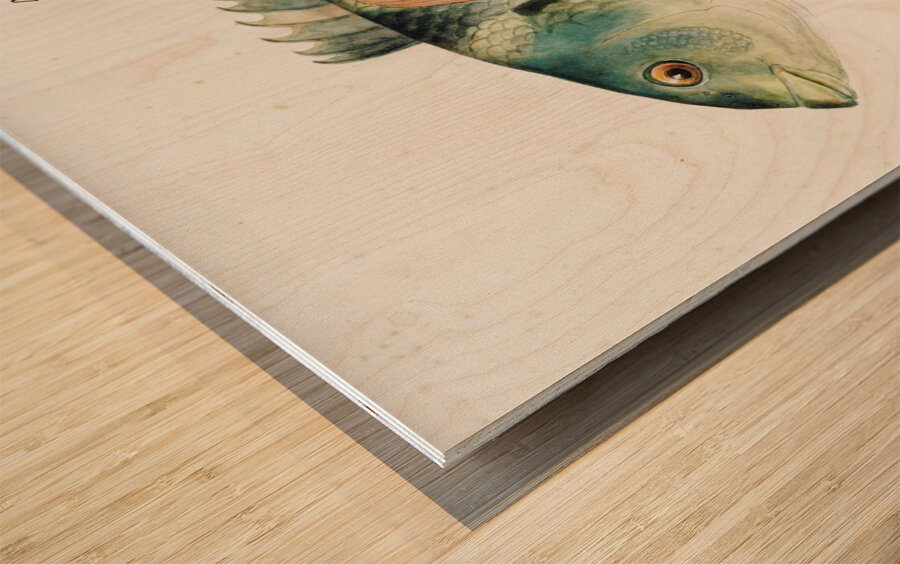 Antique fish Wrasse South Pacific Fishes by Frank Edward Clarke 1849-1899.  Wood print