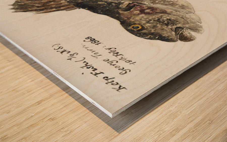 Antique fish aplodactylus arctidens marblefish keke South Pacific Fishes by Frank Edward Clarke 1849-1899.  Wood print