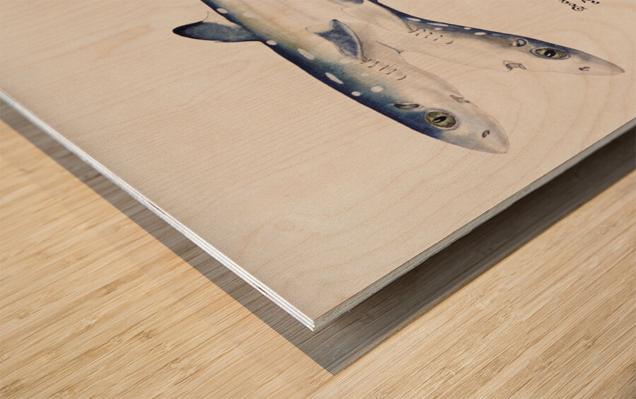 Antique fish Spotted spiny Dogfish South Pacific Fishes by Frank Edward Clarke 1849-1899.  Wood print