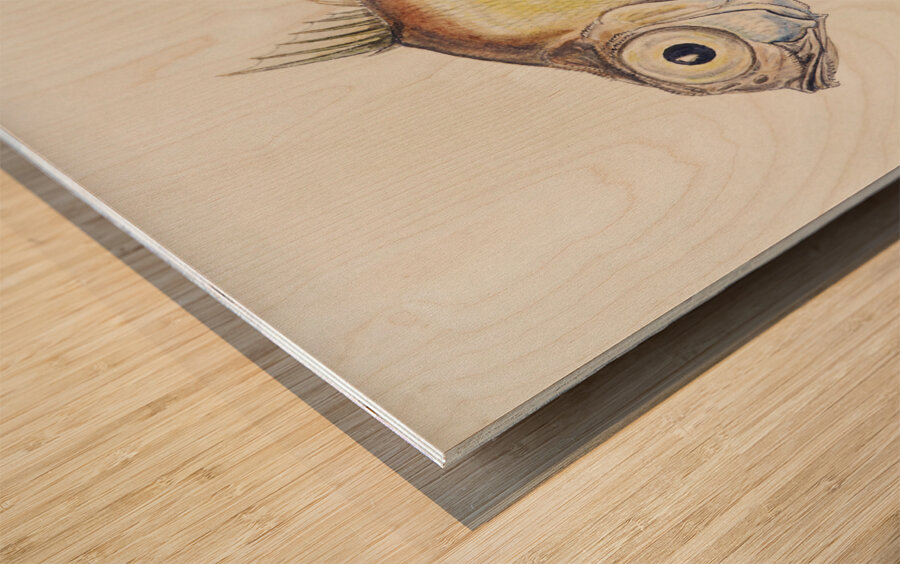 Antique fish Platystethus abbrevatus South Pacific Fishes by Frank Edward Clarke 1849-1899.  Wood print