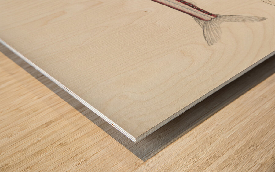 Antique fish Photichthys argenteus NZ : Lighthouse fish South Pacific Fishes by Frank Edward Clarke 1849-1899.  Wood print