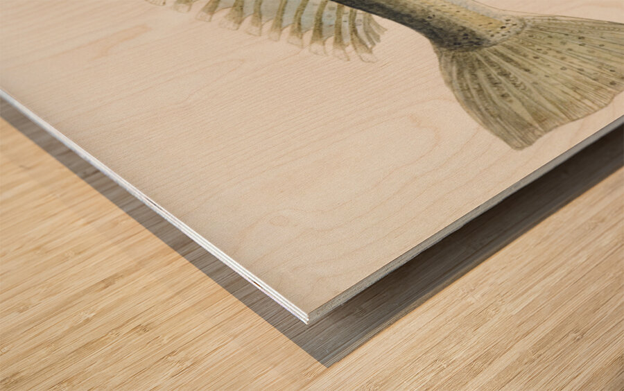 Antique fish Parapercis colias South Pacific Fishes by Frank Edward Clarke 1849-1899.  Wood print