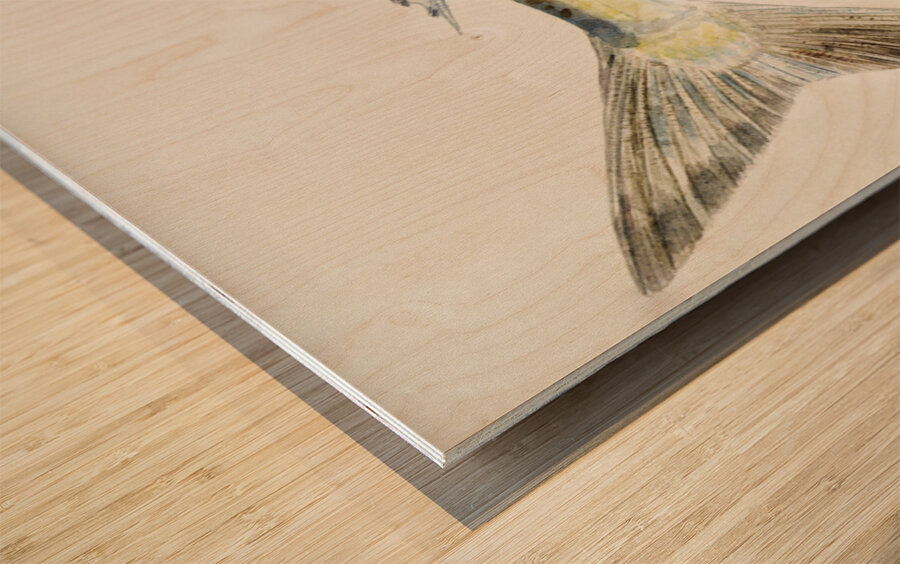 Antique fish Arripis trutta NZ : Kahawai South Pacific Fishes by Frank Edward Clarke 1849-1899.  Wood print