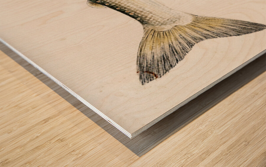 Antique fish White Spotted Greyling South Pacific Fishes by Frank Edward Clarke 1849-1899.  Wood print