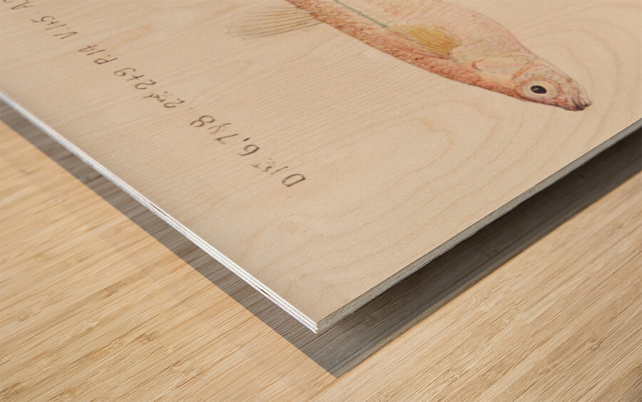 Antique fish athennidae South Pacific Fishes by Frank Edward Clarke 1849-1899.  Wood print