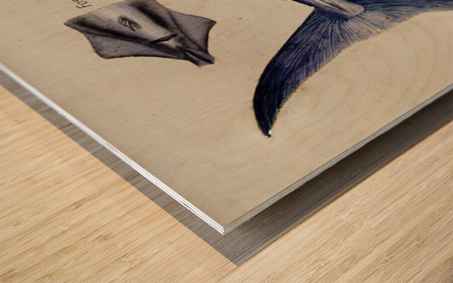 Antique Sword fish South Pacific Fishes by Frank Edward Clarke 1849-1899.  Wood print