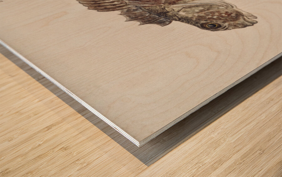 Antique fish Blennodon dorsale Giant triplefin South Pacific Fishes by Frank Edward Clarke 1849-1899.  Wood print