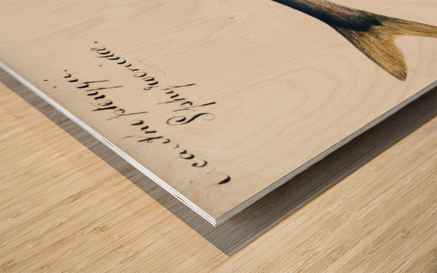 Antique fish Sphyraena novaehollandiae South Pacific Fishes by Frank Edward Clarke 1849-1899.  Wood print