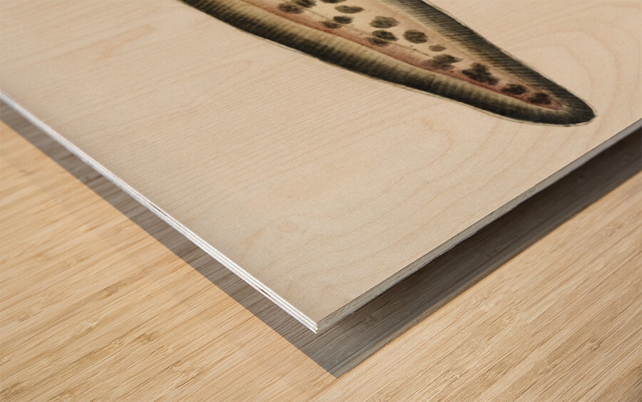 Antique fish genypterus sp ling South Pacific Fishes by Frank Edward Clarke 1849-1899.  Wood print