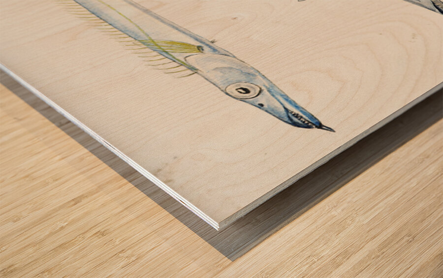 Antique fish Benthodesmus Elongatus South Pacific Fishes by Frank Edward Clarke 1849-1899.  Wood print