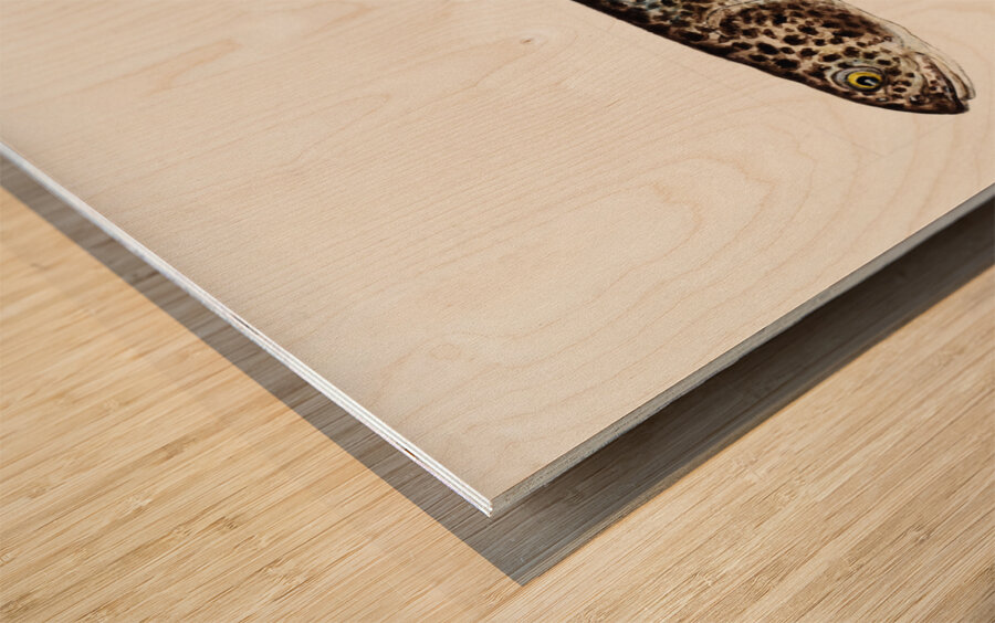 Antique Climbing Galaxias South Pacific Fishes by Frank Edward Clarke 1849-1899.  Wood print