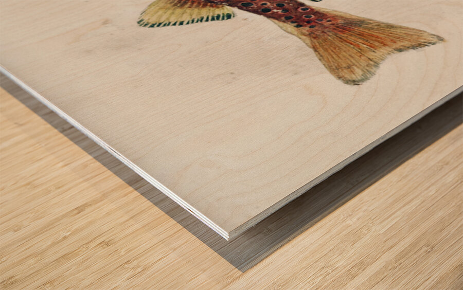 Antique fish Galaxias Maculatus South Pacific Fishes by Frank Edward Clarke 1849-1899.  Wood print