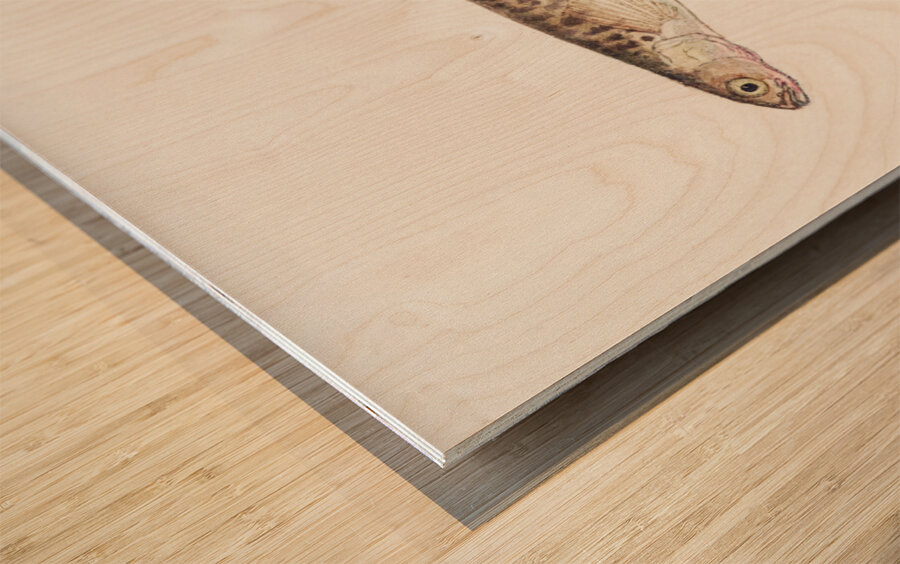 Antique fish galaxias gracilis dwarf inanga South Pacific Fishes by Frank Edward Clarke 1849-1899.  Wood print