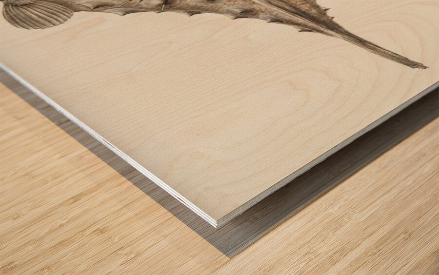 Antique Prickly anglerfish South Pacific Fishes by Frank Edward Clarke 1849-1899.  Wood print