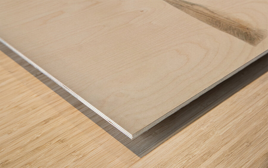 Antique fish pristiophorus nudipinnis South Pacific Fishes by Frank Edward Clarke 1849-1899.  Wood print