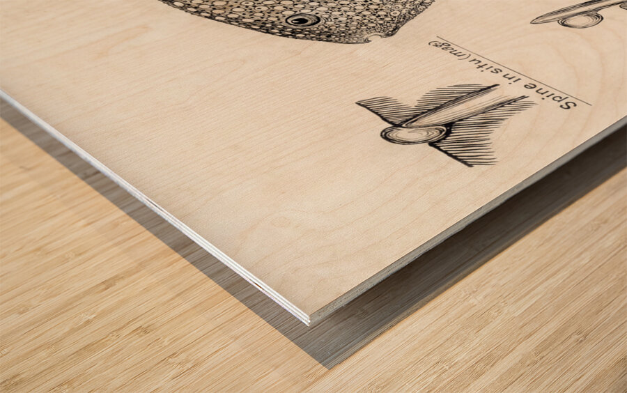 Antique Gillbanks Globe fish South Pacific Fishes by Frank Edward Clarke 1849-1899.  Wood print