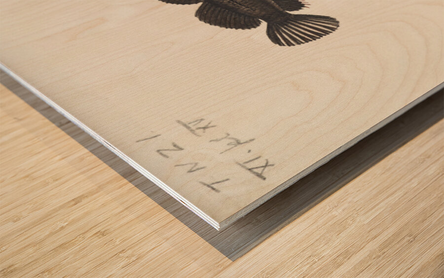 Antique fish latridopsis forsteri copper moki South Pacific Fishes by Frank Edward Clarke 1849-1899.  Wood print