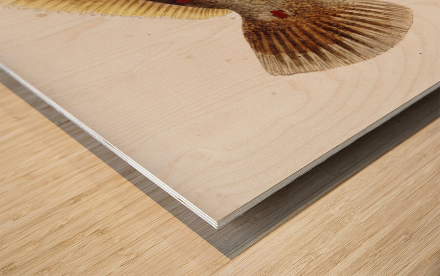 Antique fish Rhombosolea retiaria NZ : Black flounder South Pacific Fishes by Frank Edward Clarke 1849-1899.  Wood print