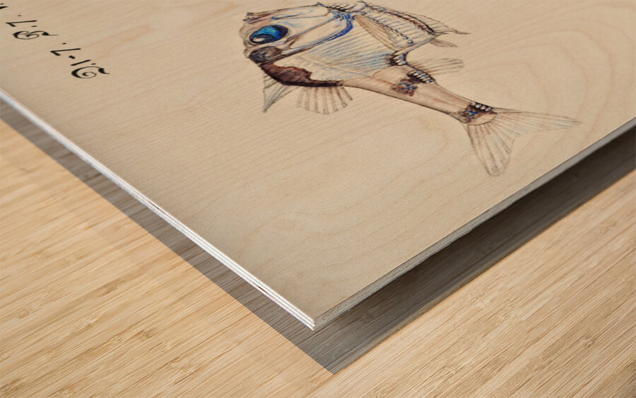 Antique drawing watercolor common hatchetfish marine life. South Pacific Fishes by Frank Edward Clarke 1849-1899. Wood print