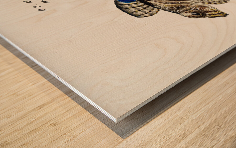 Antique Thornfish South Pacific Fishes by Frank Edward Clarke 1849-1899.  Wood print