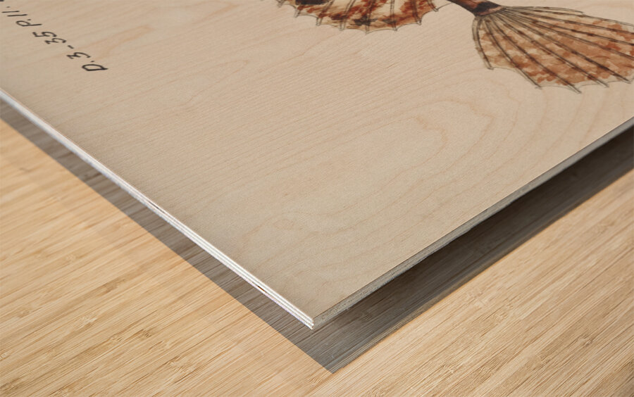 Antique fish possibly cristiceps australis weedfish South Pacific Fishes by Frank Edward Clarke 1849-1899.  Impression sur bois