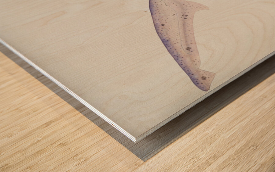 Antique fish Tiger Shark South Pacific Fishes by Frank Edward Clarke 1849-1899.  Wood print