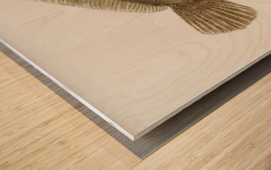 Antique fish possibly ammotretis sp flounder South Pacific Fishes by Frank Edward Clarke 1849-1899.  Wood print