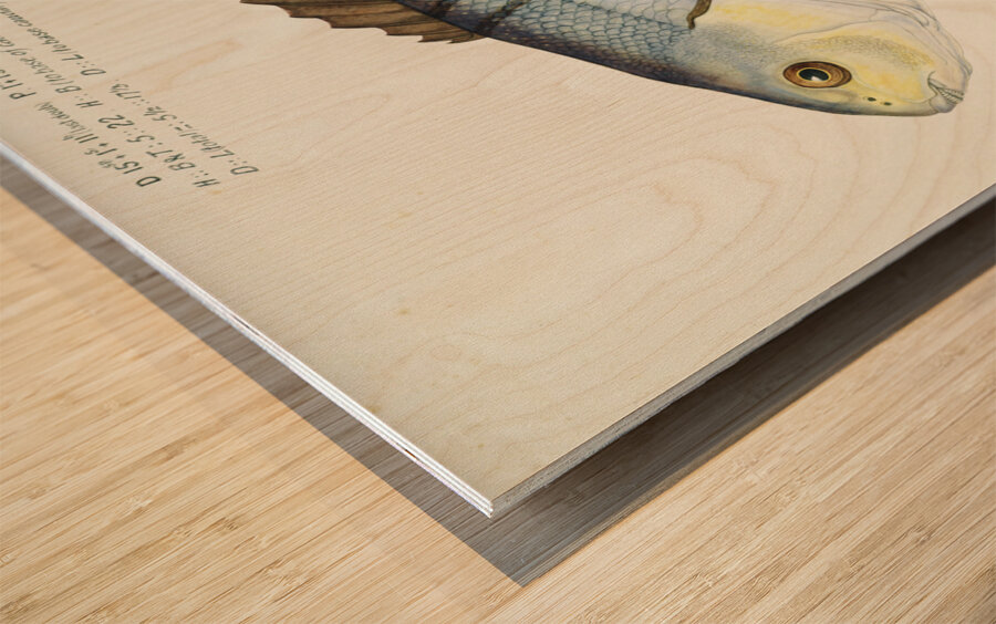 Antique fish Blackfish South Pacific Fishes by Frank Edward Clarke 1849-1899.  Wood print