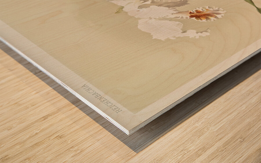 Cattleya mossiæ var reineckiana from Reichenbachia Orchids 1888-1894 illustrated by Frederick Sander 1847-1920.  Wood print