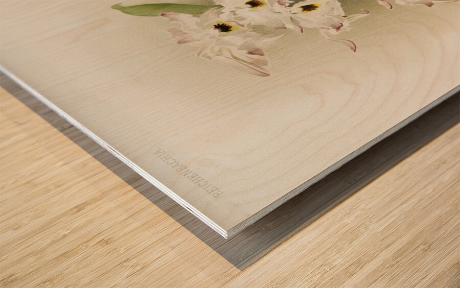 Dendrobium melanodiscus from Reichenbachia Orchids 1888-1894 illustrated by Frederick Sander 1847-1920.  Wood print