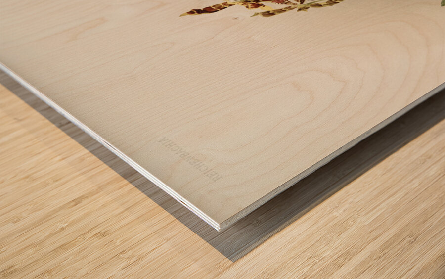 Odontoglossum wattianum from Reichenbachia Orchids 1888-1894 illustrated by Frederick Sander 1847-1920.  Wood print