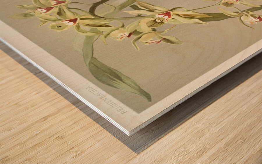 Cymbidium lowianum from Reichenbachia Orchids 1888-1894 illustrated by Frederick Sander 1847-1920.  Wood print