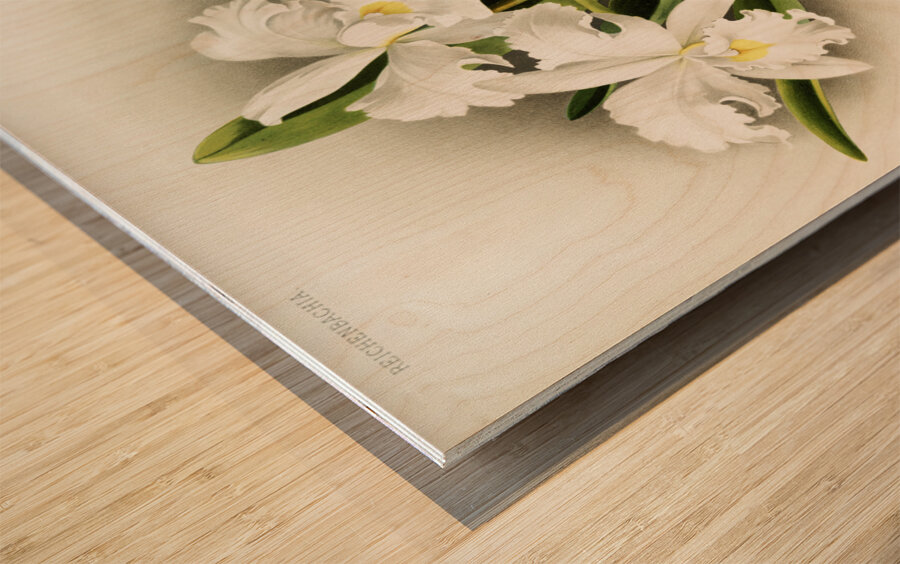 Cattleya labiata from Reichenbachia Orchids 1888-1894 illustrated by Frederick Sander 1847-1920.  Wood print