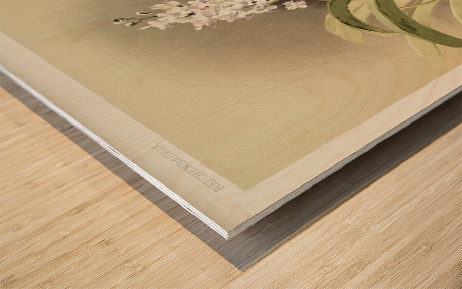 Saccolabium cœleste from Reichenbachia Orchids 1888-1894 illustrated by Frederick Sander 1847-1920.  Wood print