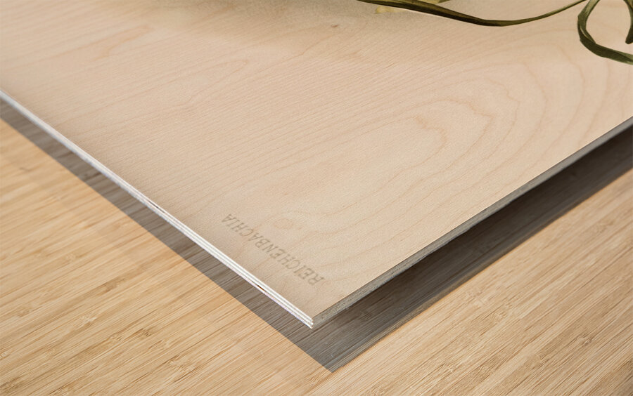 Odontoglossum excellens from Reichenbachia Orchids 1888-1894 illustrated by Frederick Sander 1847-1920.  Wood print