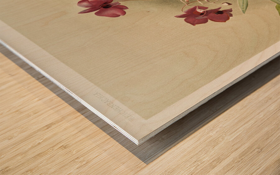 Dendrobium phalænopsis var statterianum from Reichenbachia Orchids 1888-1894 illustrated by Frederick Sander 1847-1920.  Wood print