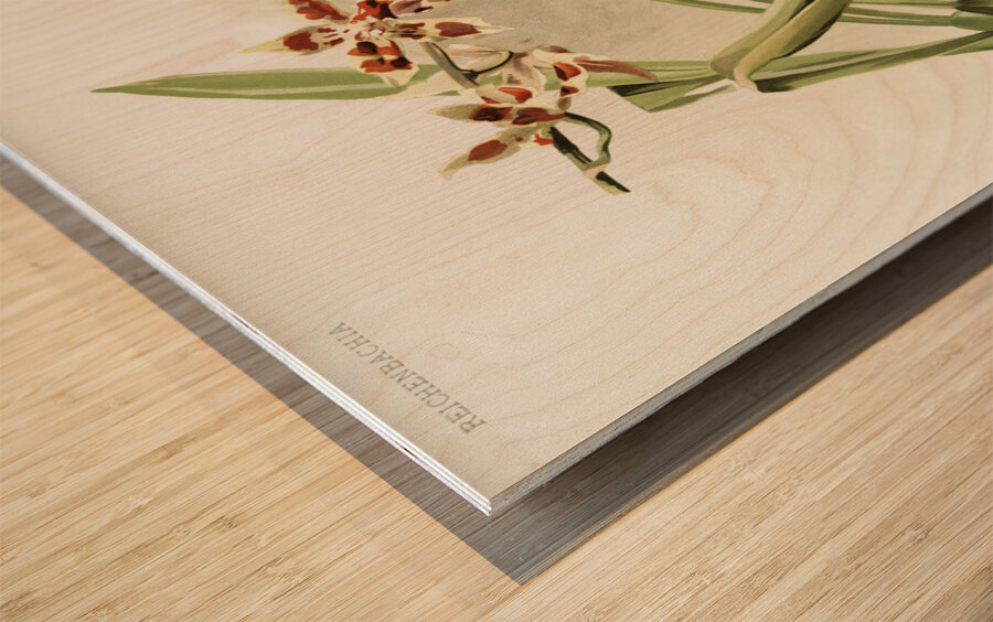 Odontoglossum coradinei from Reichenbachia Orchids 1888-1894 illustrated by Frederick Sander 1847-1920.  Wood print