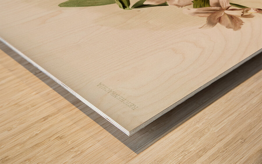 Cattleya brieniana from Reichenbachia Orchids 1888-1894 illustrated by Frederick Sander 1847-1920.  Wood print