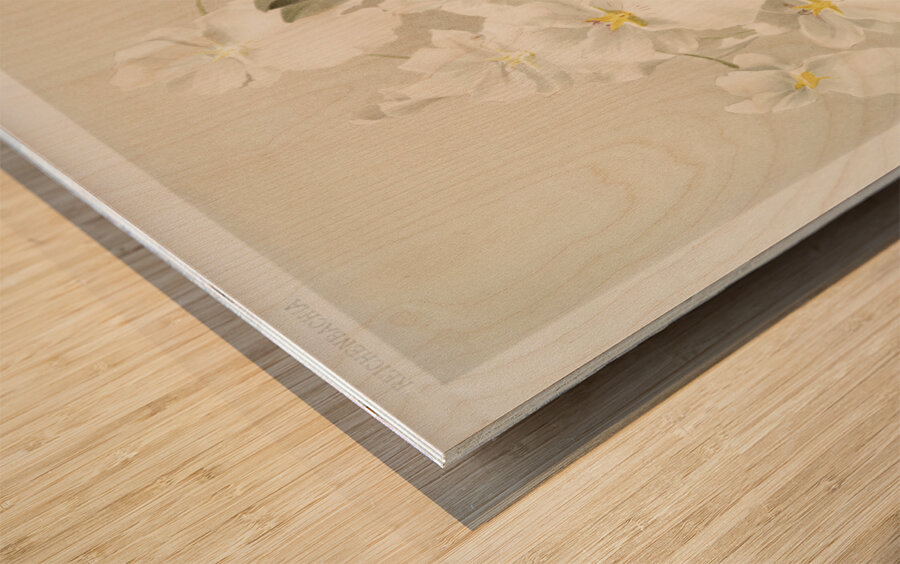 Odontoglossum vexillarium from Reichenbachia Orchids 1888-1894 illustrated by Frederick Sander 1847-1920.  Wood print