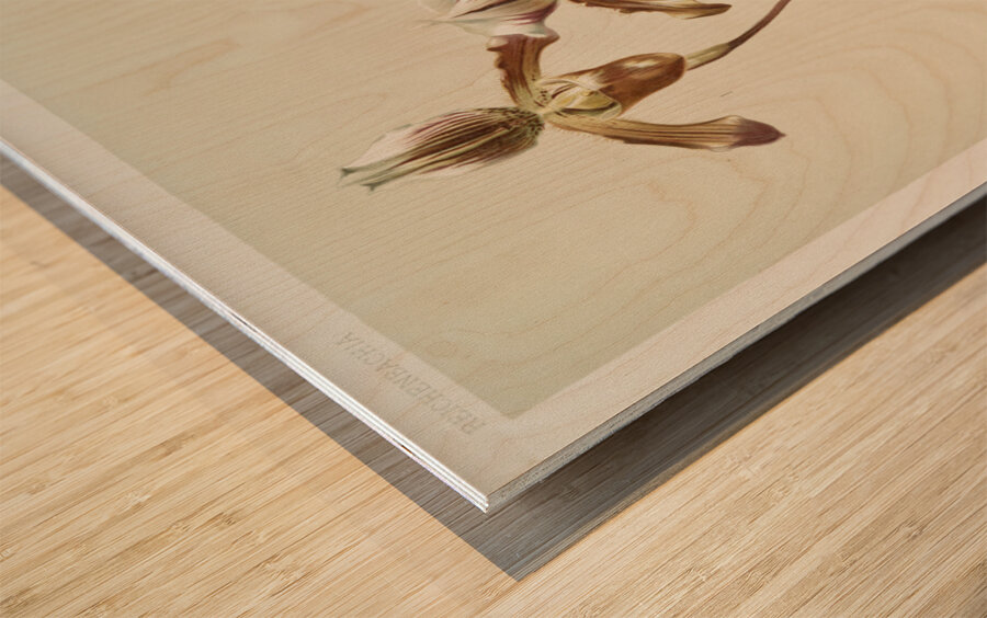 Cypripedium hybridum laucheanum cypripedium hybridum eyermanianum from Reichenbachia Orchids 1888-1894 illustrated by Frederick Sander 1847-1920.  Wood print