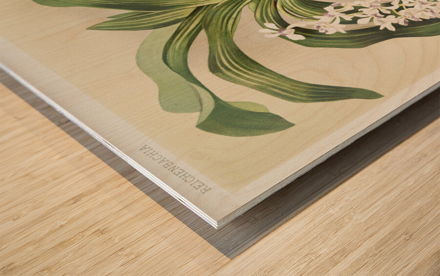 Cypripedium hybridum laucheanum cypripedium hybridum eyermanianum from Reichenbachia Orchids 1888-1894 illustrated by Frederick Sander 1847-1920.  Wood print