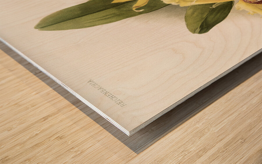 Cypripedium hybridum laucheanum cypripedium hybridum eyermanianum from Reichenbachia Orchids 1888-1894 illustrated by Frederick Sander 1847-1920.  Wood print